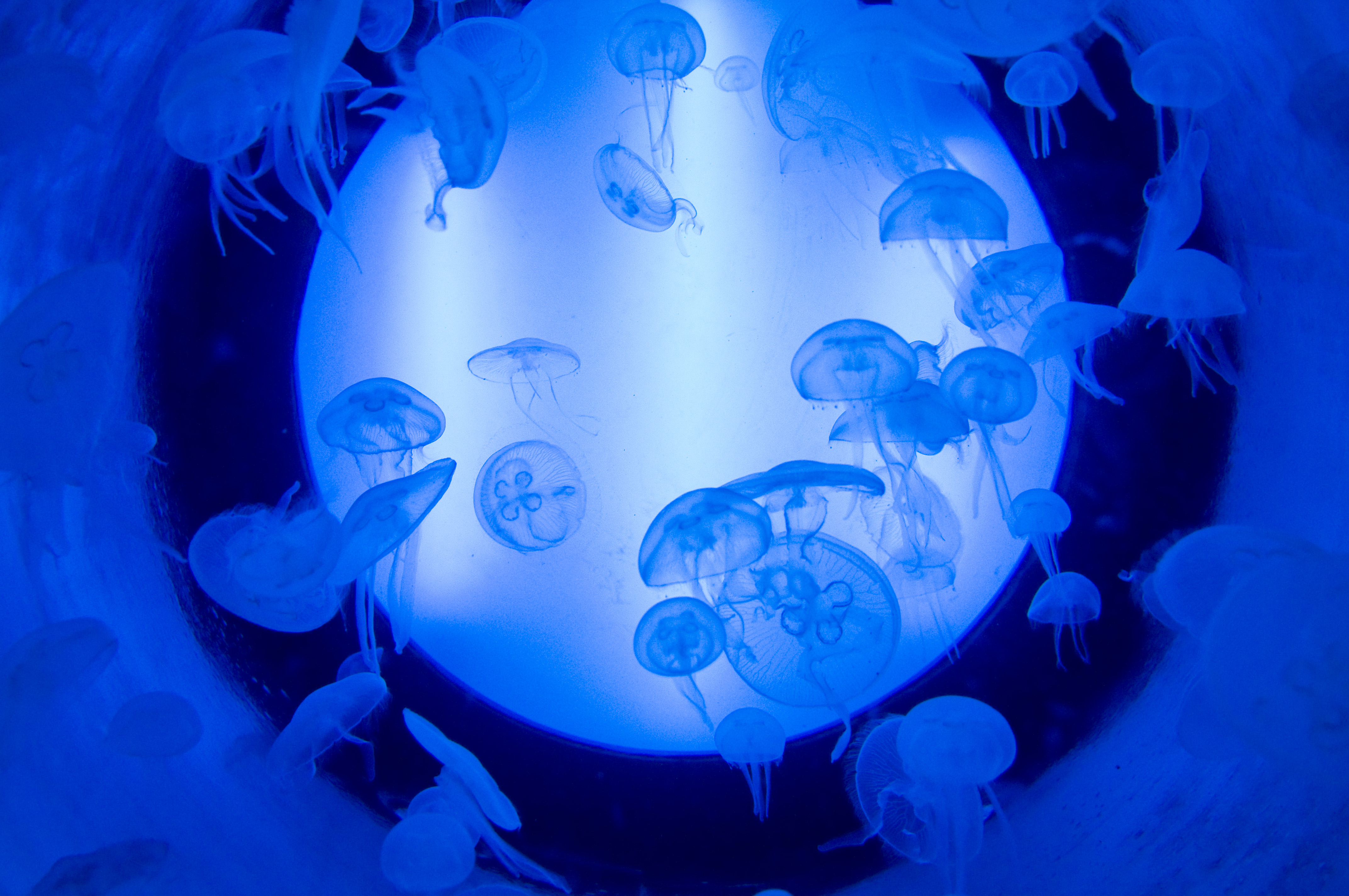 CONVENIO ENTRE EL SERIDA Y EL ACUARIO DE GIJóN